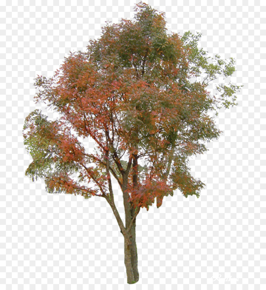 Arbre D'automne，Feuilles PNG