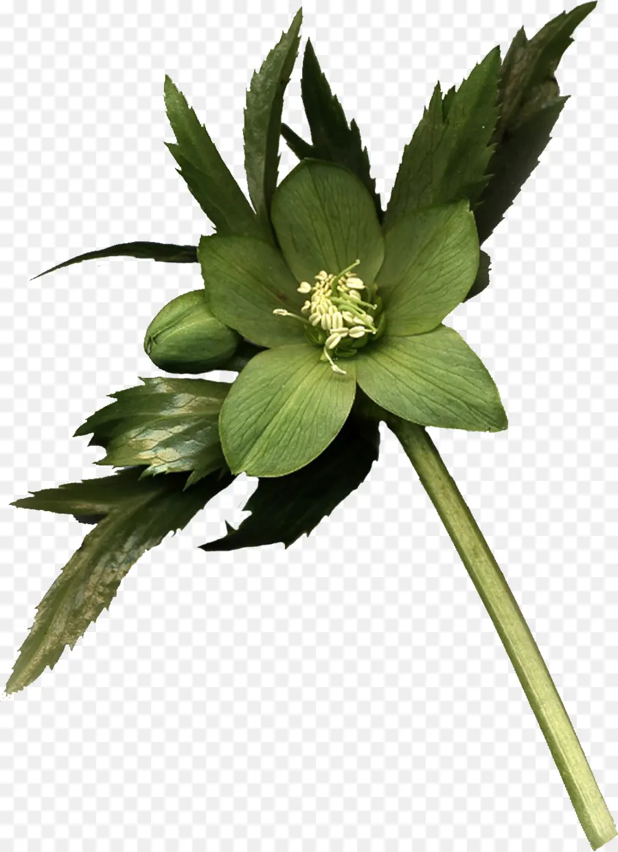 Fleur Verte，Usine PNG