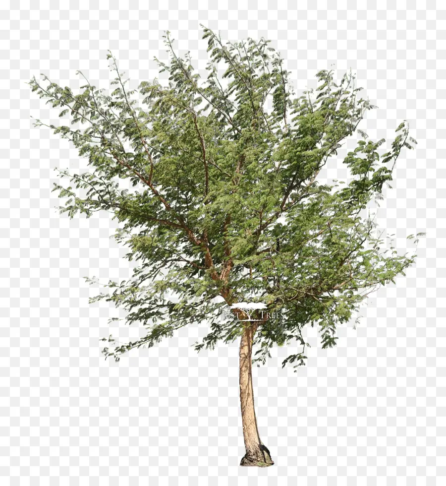 Arbre，Vachellia Xanthophloea PNG