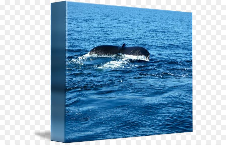 Baleine，Les Mammifères Marins PNG