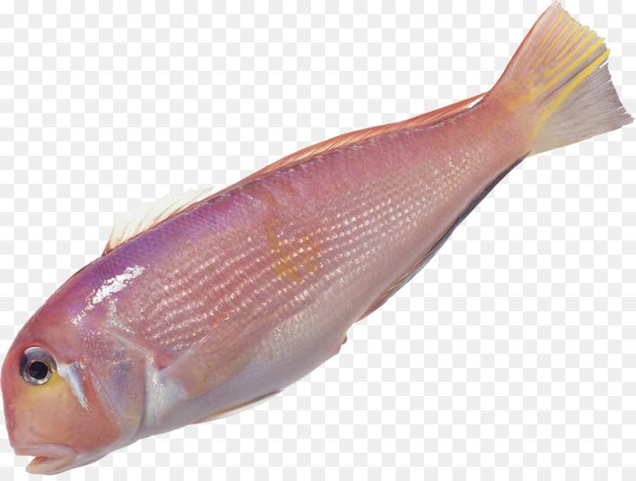 Poisson Jaune，Mer PNG