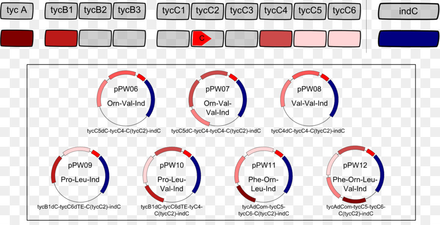 Peptide Non Ribosomique，Tyrocine PNG