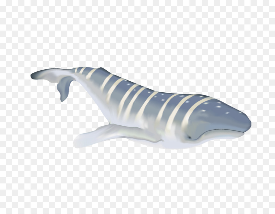 Requin，L Art PNG