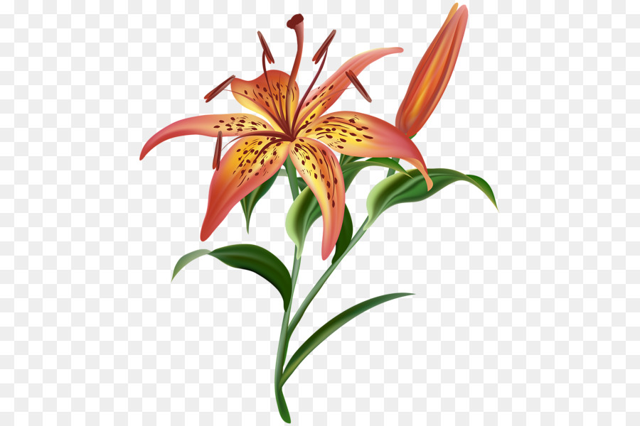 Lys Blanc，Fleur PNG