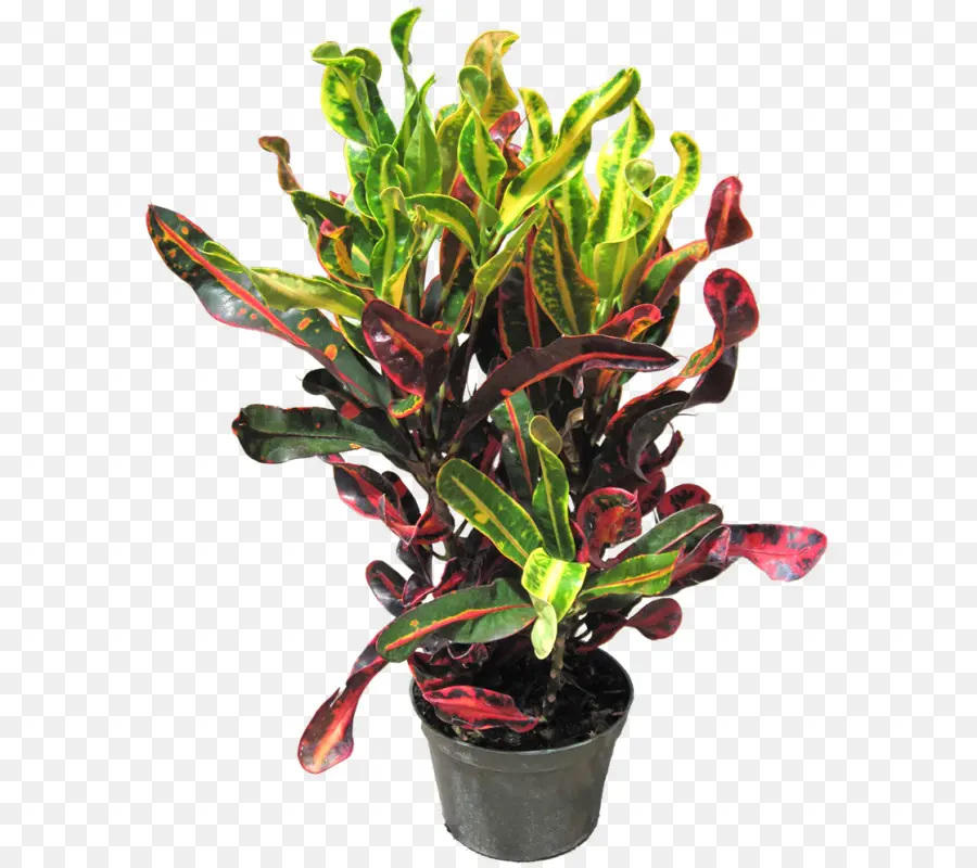 Plante Colorée，Feuillage PNG