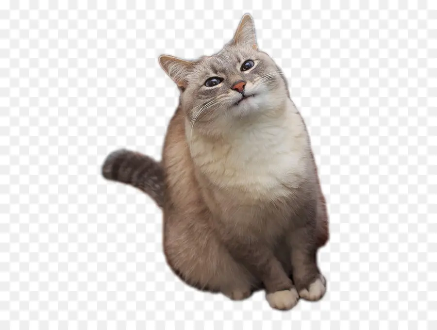 Chat Mignon，Félin PNG