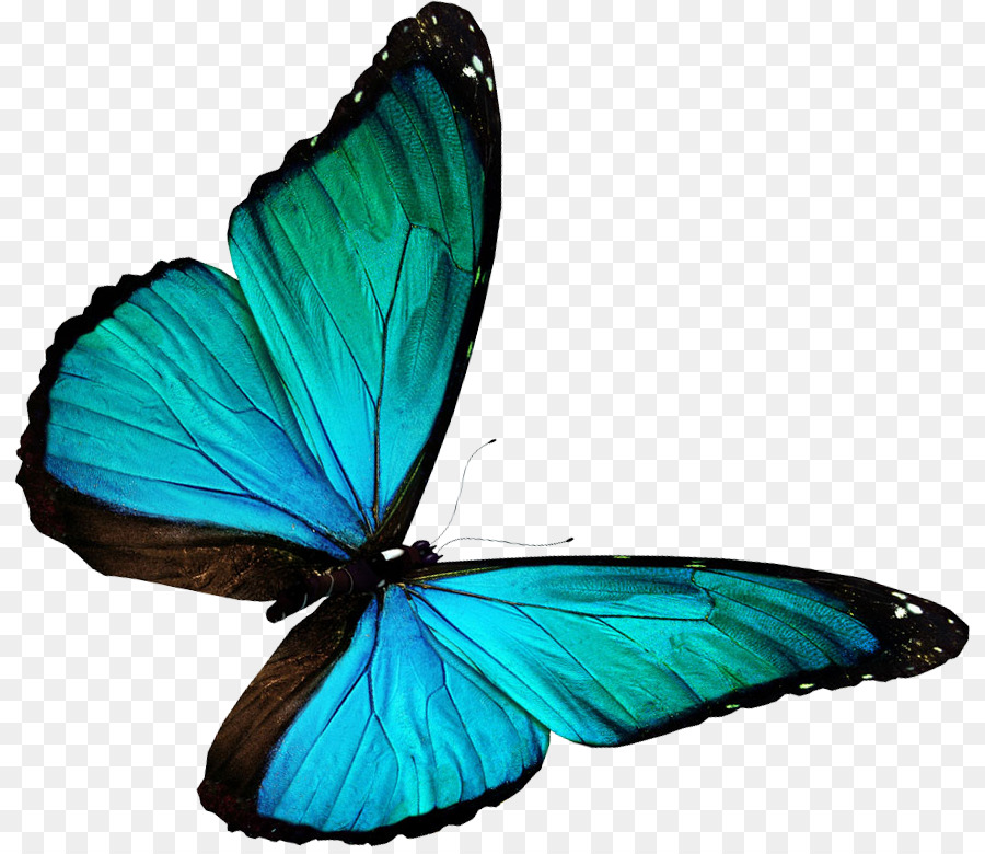 Papillon，Insecte PNG