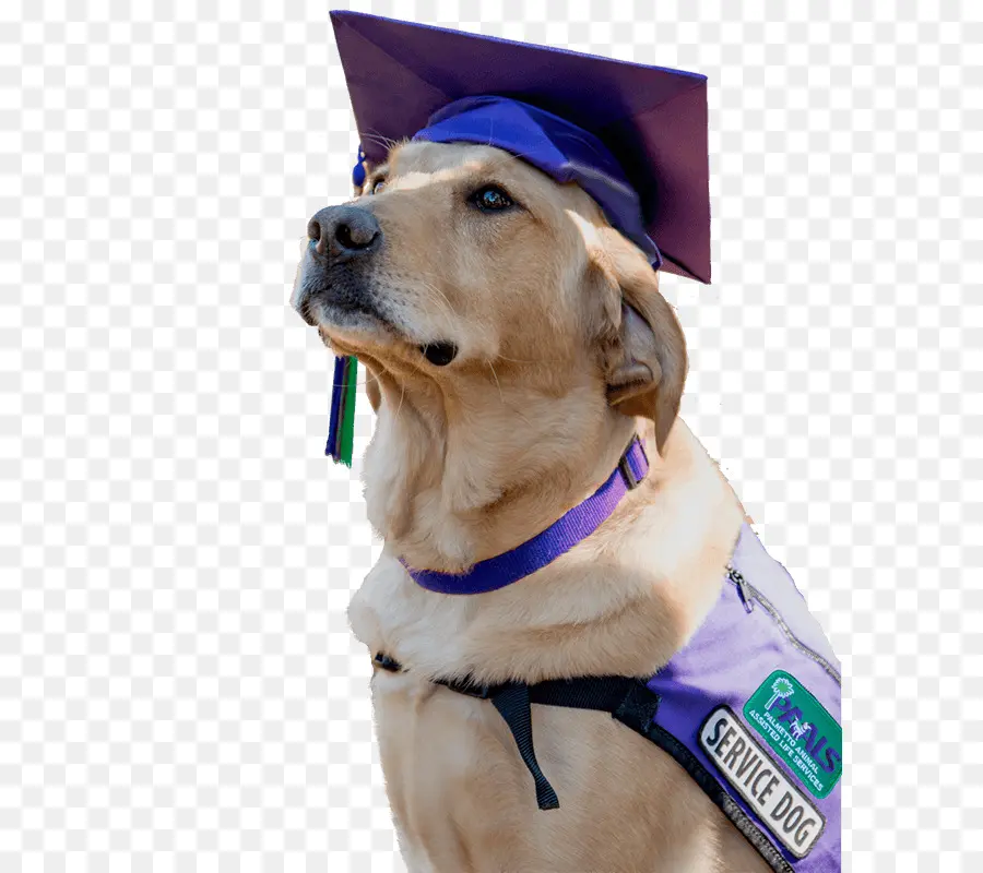 Chien D'assistance，Casquette De Remise Des Diplômes PNG