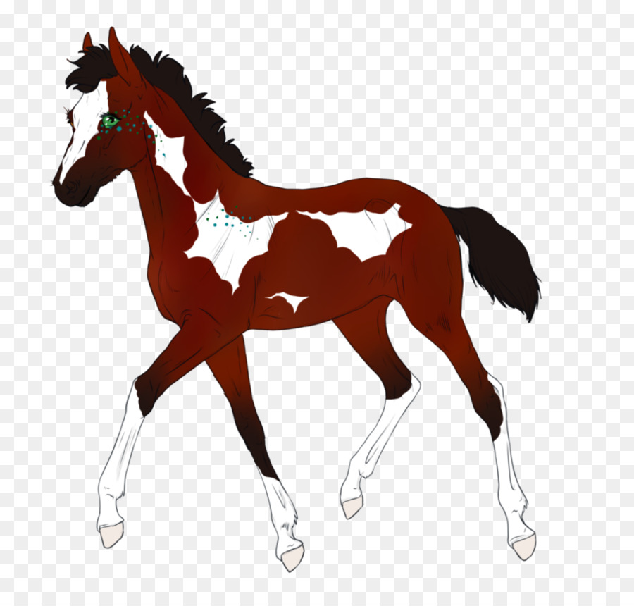 Chevaux，Poulain PNG