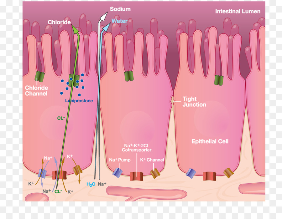 Constipation，Lactulose PNG