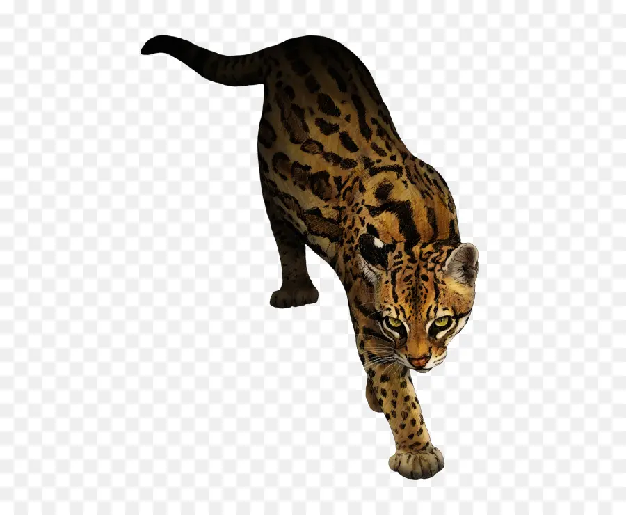 Ocelot，Chat PNG