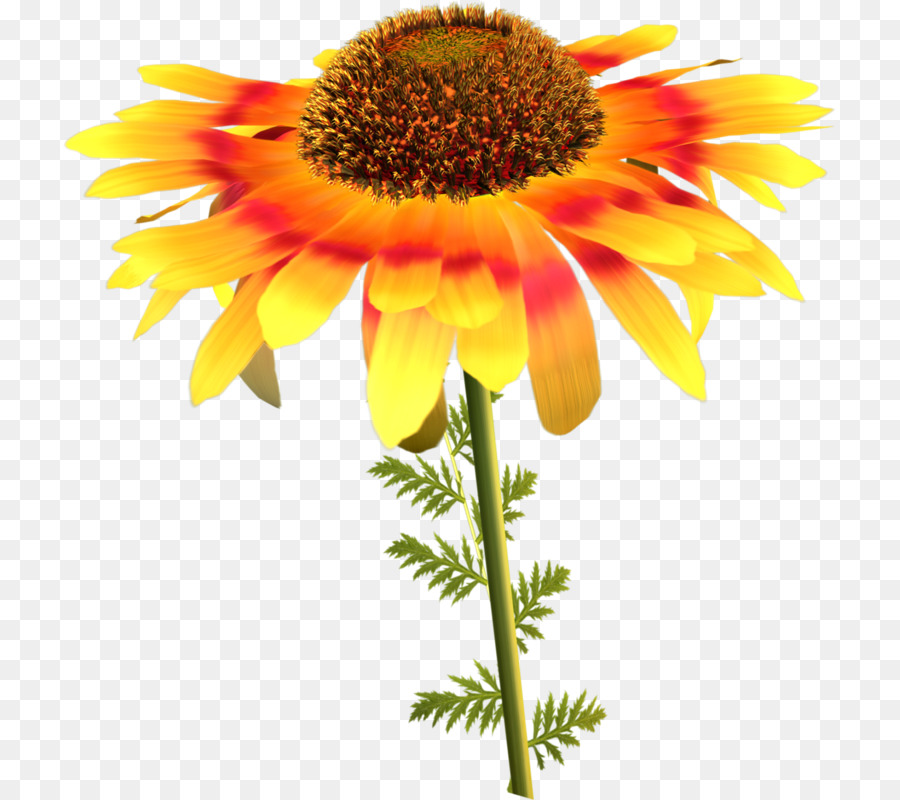 Tournesol，Fleur PNG