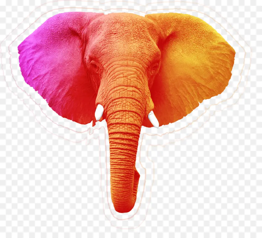 Tête D'éléphant Colorée，Tronc PNG