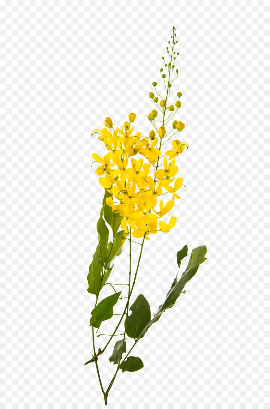 Douche Dorée，Fleur PNG