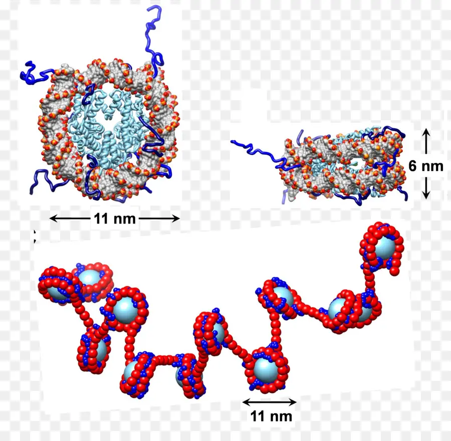 Structure Moléculaire，Protéine PNG