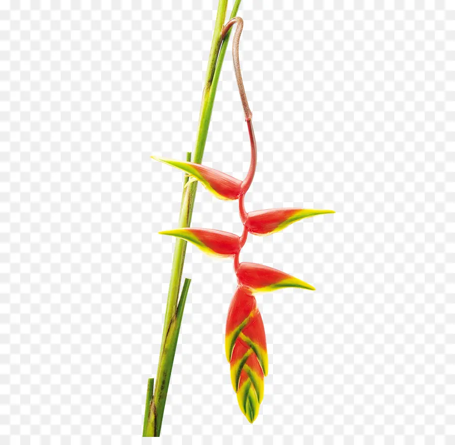 Fleur，Heliconia Rostrata PNG