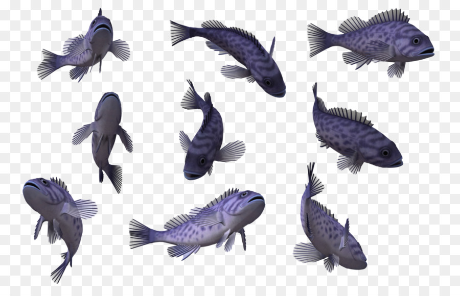 Poisson Bleu，Aquatique PNG