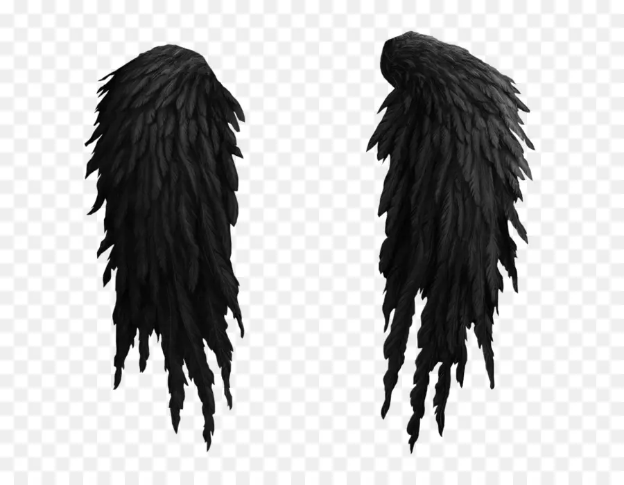 Ailes Noires，Plumes PNG