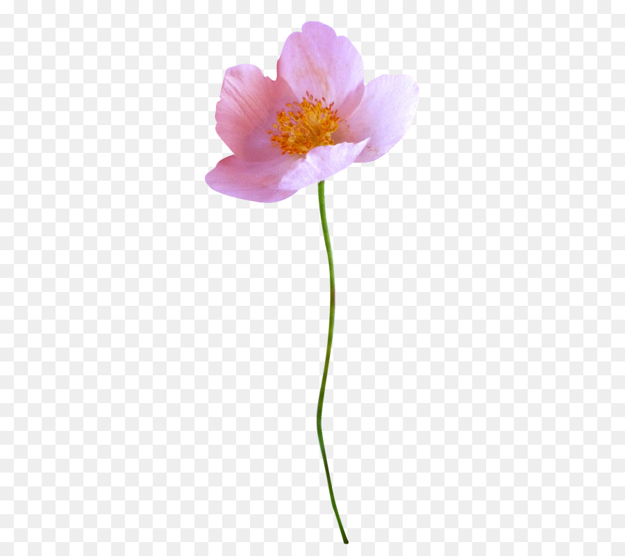 Fleur，Rose PNG