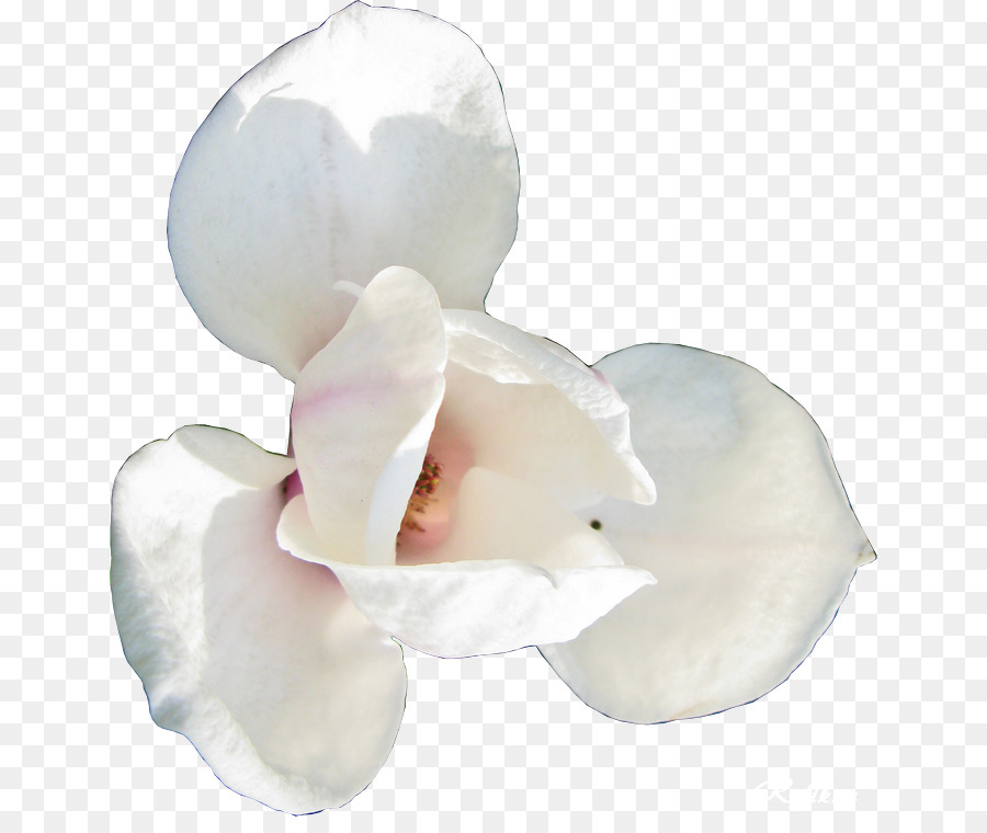 Fleur，Points Par Pouce PNG