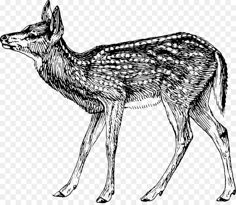 Coyote，Cerf PNG