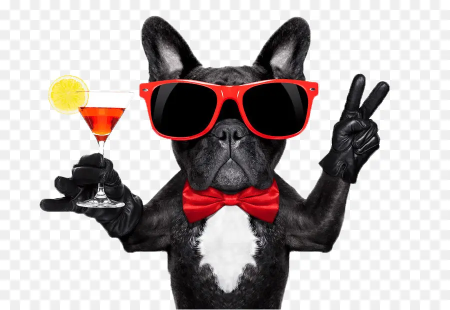 Chien，Cocktail PNG