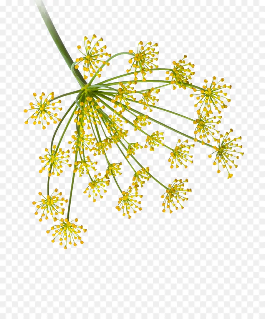 Aneth，Fleur PNG