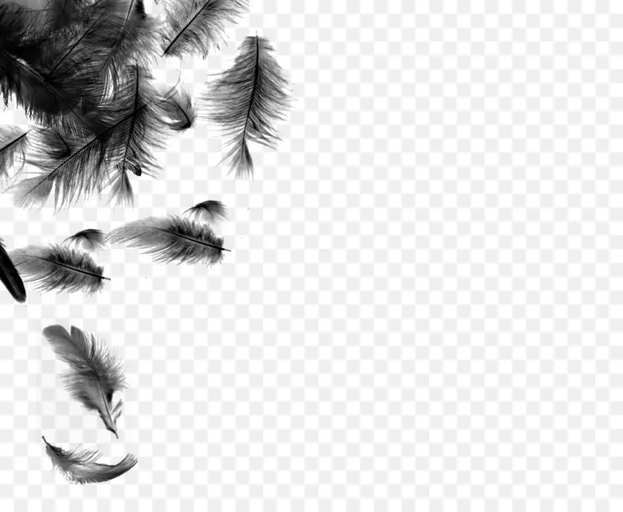 Plumes Noires，Plumage PNG