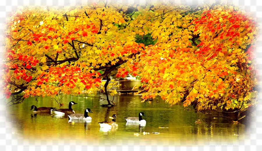 Scène D'automne，Canards PNG