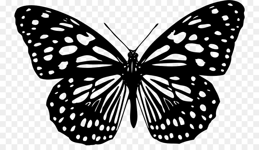 Papillon Noir Et Blanc，Ailes PNG