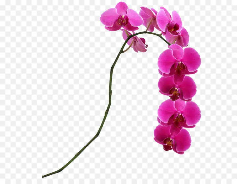 Fleur，Orchidées PNG