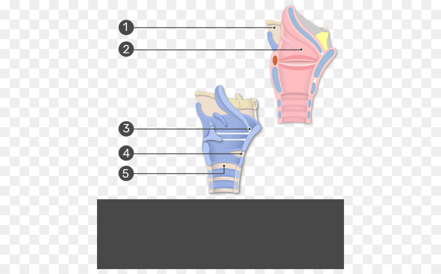 Diagramme Du Larynx，Anatomie PNG