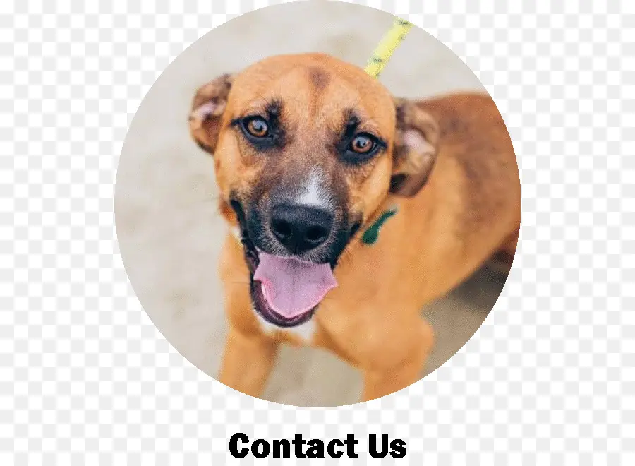 Chien，Contact PNG