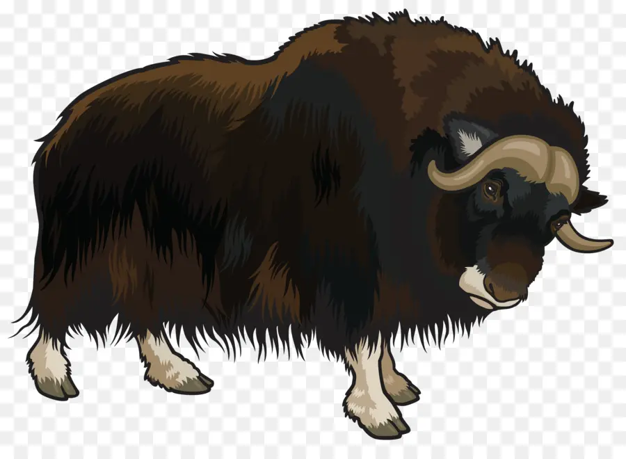 Yak Domestique，Buffle De Forêt Africaine PNG