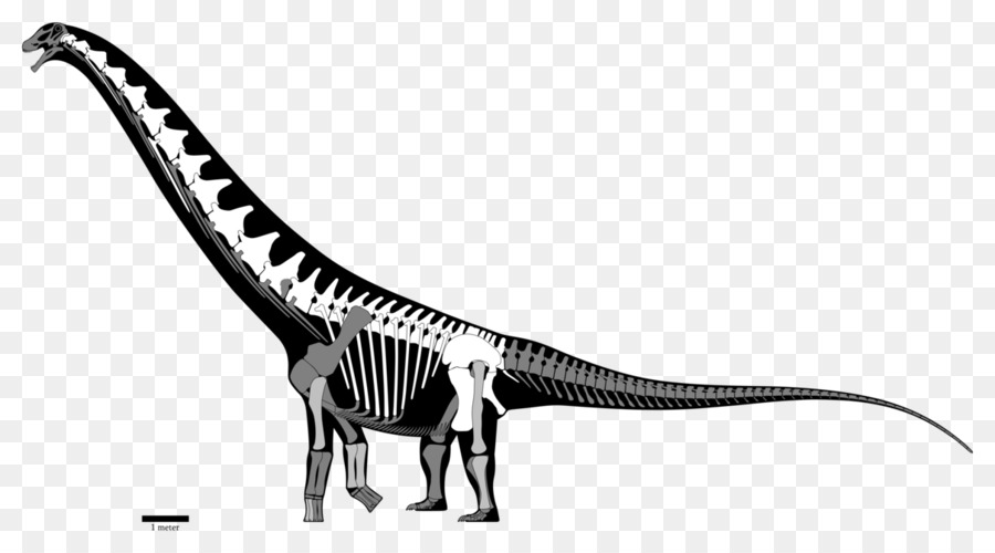 Futalognkosaurus，Crétacé Supérieur PNG