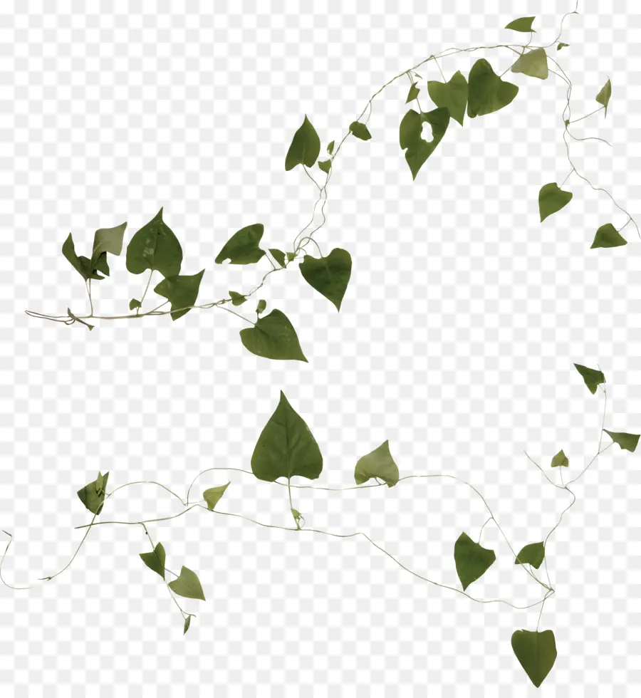 Vigne Verte，Feuilles PNG