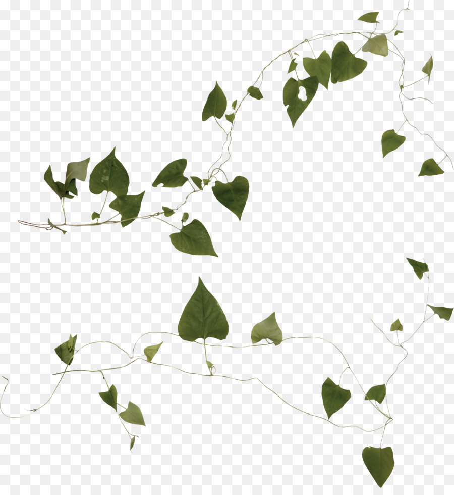 plante liane ivy png plante liane ivy transparentes png gratuit plante liane ivy png plante liane