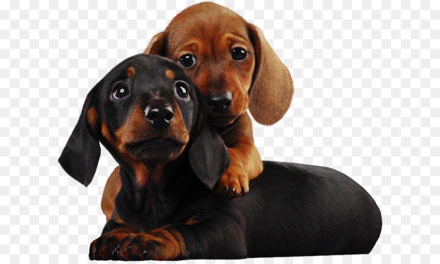 Chiots Teckel，Chiens PNG