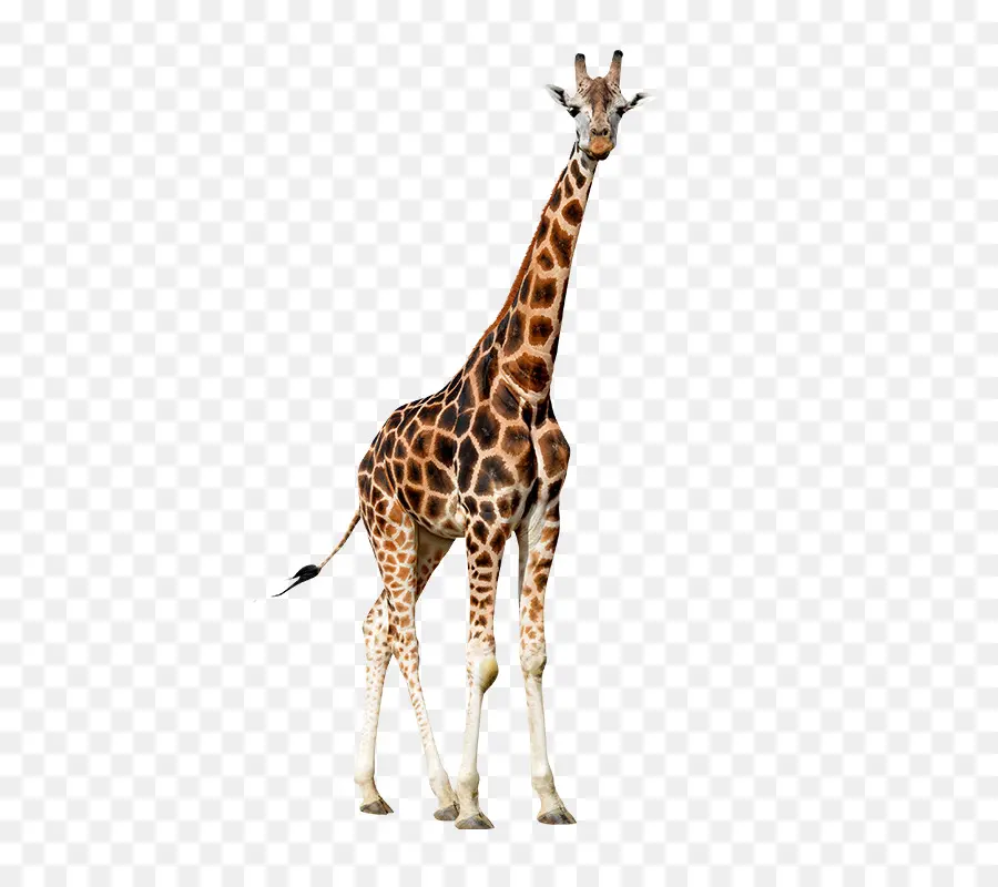 Girafe Assise，Girafe PNG