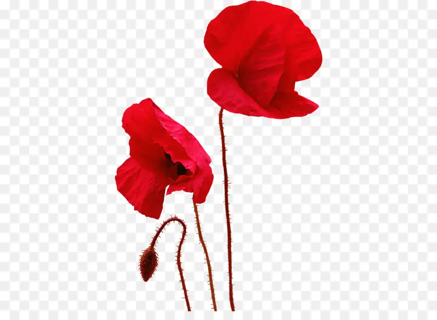 Coquelicots Rouges，Coquelicots PNG