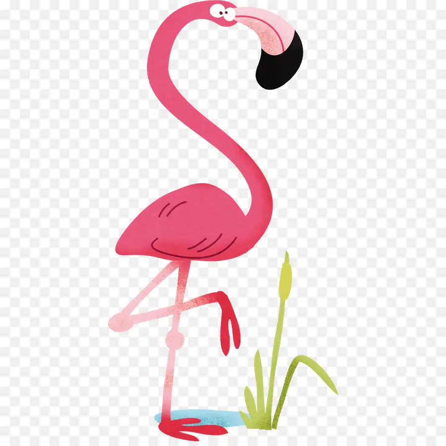 Flamant Rose，Debout PNG