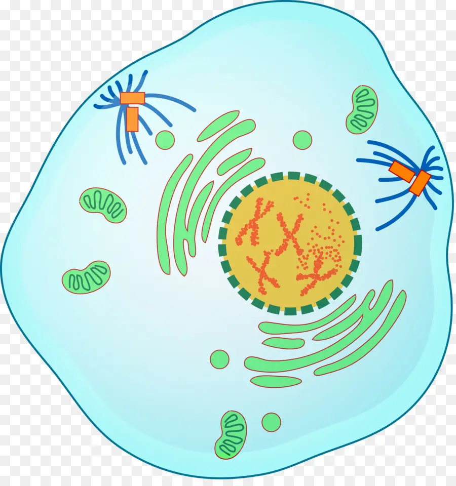 Prophase，Mitose PNG