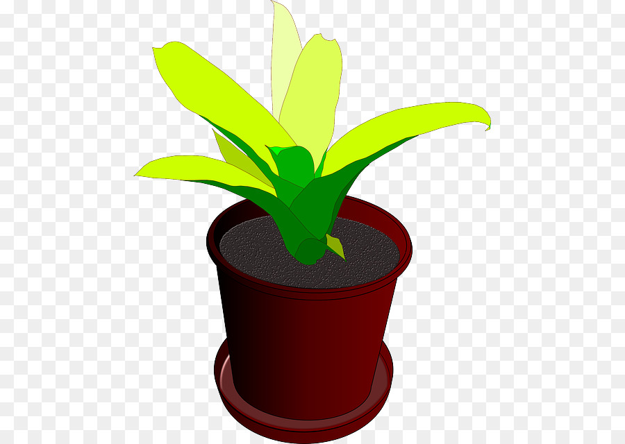 Plante En Pot，Usine PNG