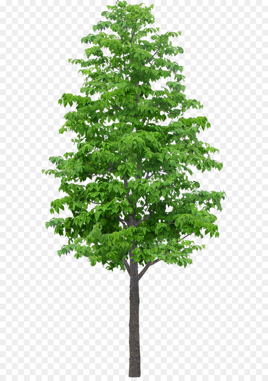 Arbre Vert，Nature PNG