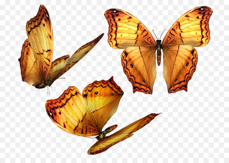Papillon，Couches PNG