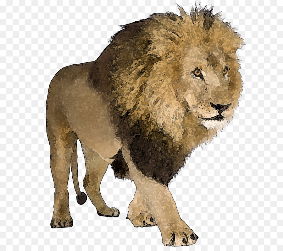 Lion，Sauvage PNG