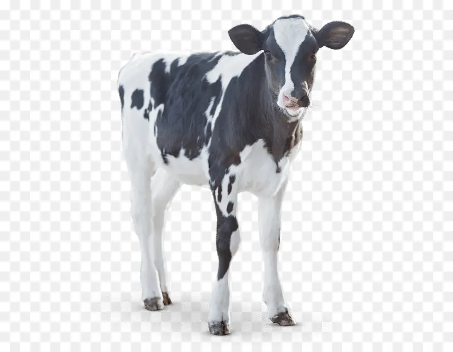 Vache，Bétail PNG