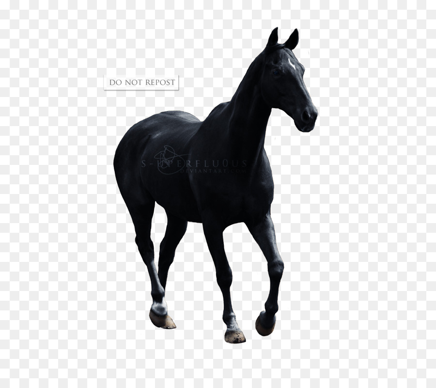 Poney，Appaloosa PNG