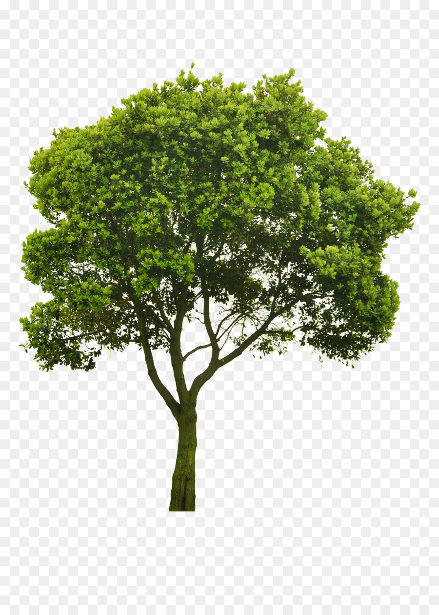 Arbre Vert，Usine PNG