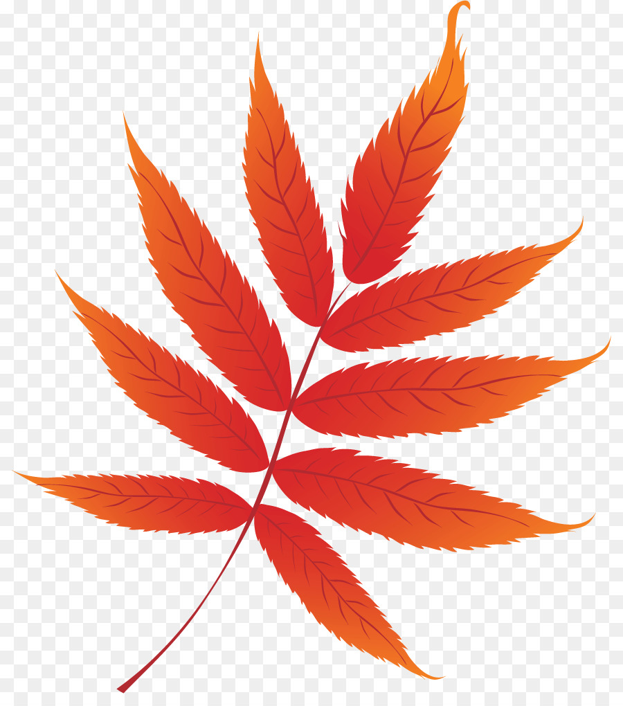 La Couleur Des Feuilles D Automne，L Automne PNG